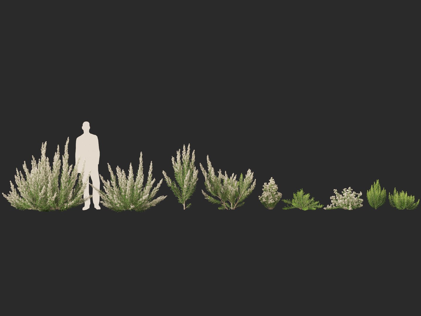 Highpoly-Low Poly - Erica Arborea - Tree heath 02 3D model https://p.turbosquid.com/ts-thumb/M6/UeshWF/AH/ericaarborea022/jpg/1781665777/1920x1080/fit_q87/a102bba1938465fb031fbccf9e917f41500c761b/ericaarborea022.jpg