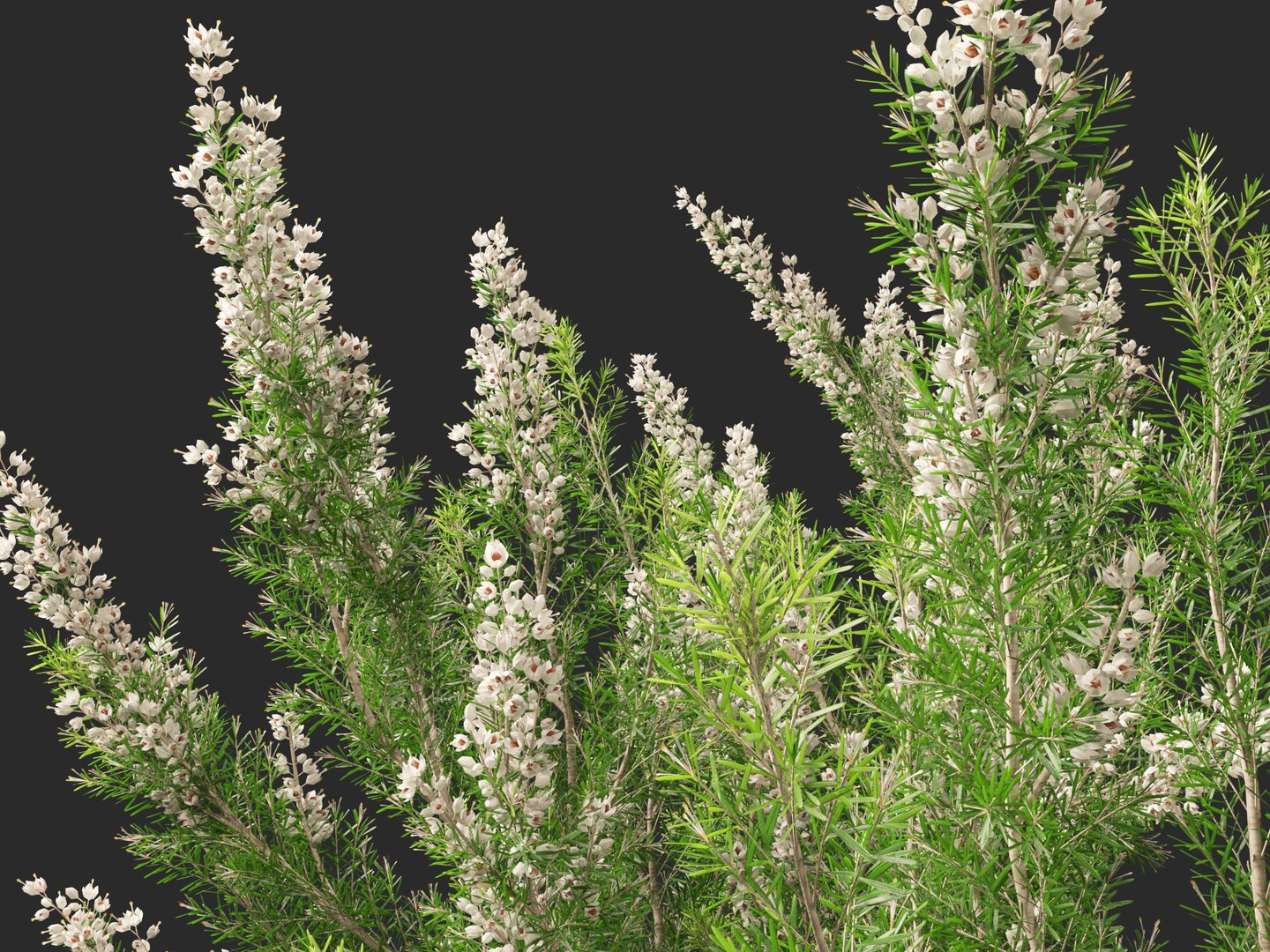 Highpoly-Low Poly - Erica Arborea - Tree heath 02 3D model https://p.turbosquid.com/ts-thumb/M6/UeshWF/KA/ericaarborea0212/jpg/1781665794/1920x1080/fit_q87/d1acb24e8fbbe790606c682f64ef737e55ca8c66/ericaarborea0212.jpg