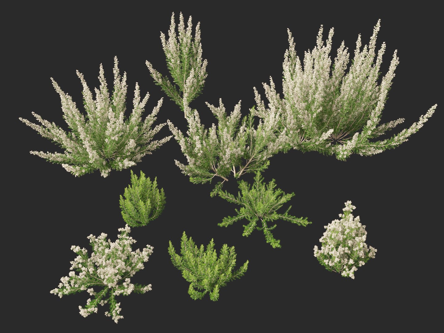 Highpoly-Low Poly - Erica Arborea - Tree heath 02 3D model https://p.turbosquid.com/ts-thumb/M6/UeshWF/Ry/ericaarborea0210/jpg/1781665789/1920x1080/fit_q87/2075c5f3f6bd26afb490836d6f80e54a57ee04a3/ericaarborea0210.jpg