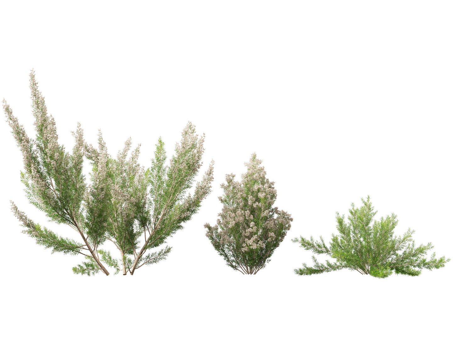 Highpoly-Low Poly - Erica Arborea - Tree heath 02 3D model https://p.turbosquid.com/ts-thumb/M6/UeshWF/Va/ericaarborea025/jpg/1781665781/1920x1080/fit_q87/4515838c8b6c513ff2b4b80f6793b6e689514eb1/ericaarborea025.jpg