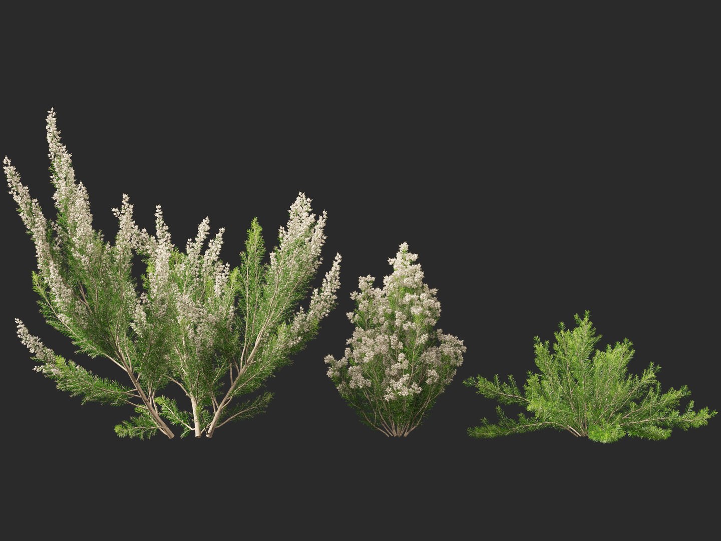 Highpoly-Low Poly - Erica Arborea - Tree heath 02 3D model https://p.turbosquid.com/ts-thumb/M6/UeshWF/YL/ericaarborea026/jpg/1781665783/1920x1080/fit_q87/7de618cd83f82690f03fe5d06648824e1a014a5b/ericaarborea026.jpg