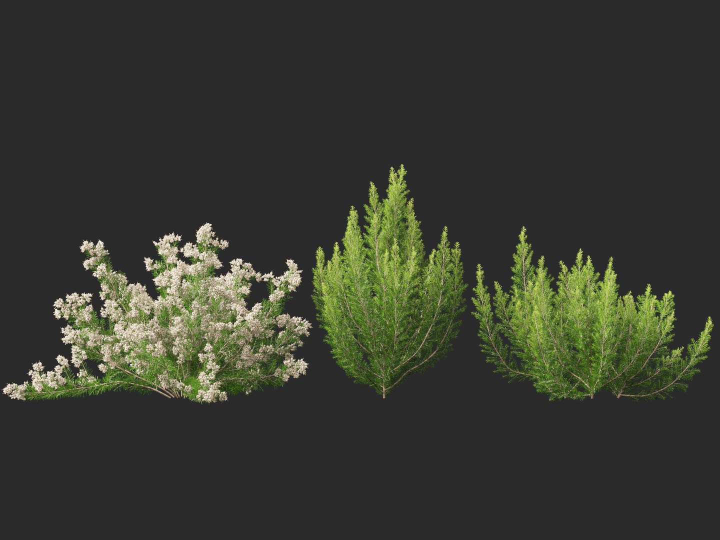 Highpoly-Low Poly - Erica Arborea - Tree heath 02 3D model https://p.turbosquid.com/ts-thumb/M6/UeshWF/bl/ericaarborea028/jpg/1781665786/1920x1080/fit_q87/a36e14ec0bccaf6c1b1b2fc00723a9a9e514b8de/ericaarborea028.jpg