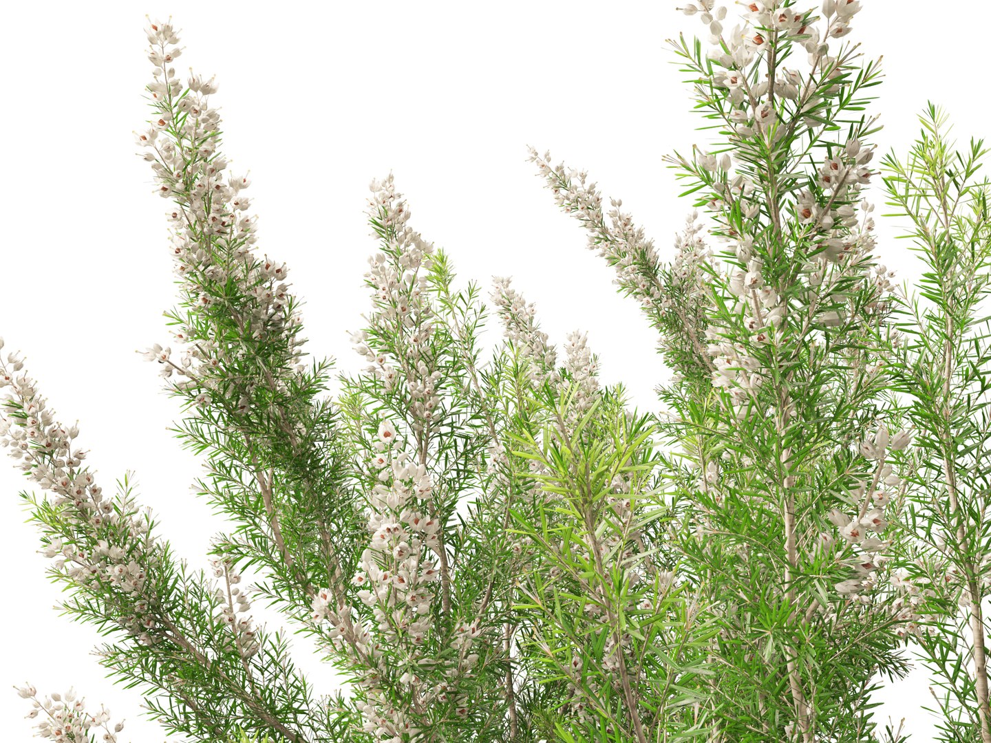 Highpoly-Low Poly - Erica Arborea - Tree heath 02 3D model https://p.turbosquid.com/ts-thumb/M6/UeshWF/l4/ericaarborea0211/jpg/1781665792/1920x1080/fit_q87/39b97bd6189212059c2dc2c9d266ccfb18fec44c/ericaarborea0211.jpg