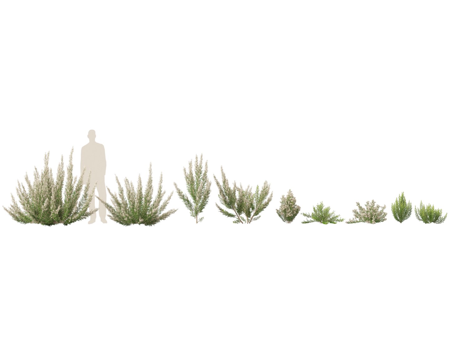 Highpoly-Low Poly - Erica Arborea - Tree heath 02 3D model https://p.turbosquid.com/ts-thumb/M6/UeshWF/nP/ericaarborea021/jpg/1781665777/1920x1080/fit_q87/cf78b18f7403b42389aabf2618d92f369421651f/ericaarborea021.jpg