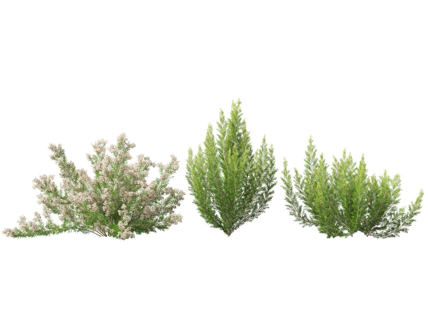 Highpoly-Low Poly - Erica Arborea - Tree heath 02 3D model https://p.turbosquid.com/ts-thumb/M6/UeshWF/wC/ericaarborea027/jpg/1781665784/1920x1080/fit_q87/f111120467cdb985d06eb4dd8245ccfcca3d17f8/ericaarborea027.jpg
