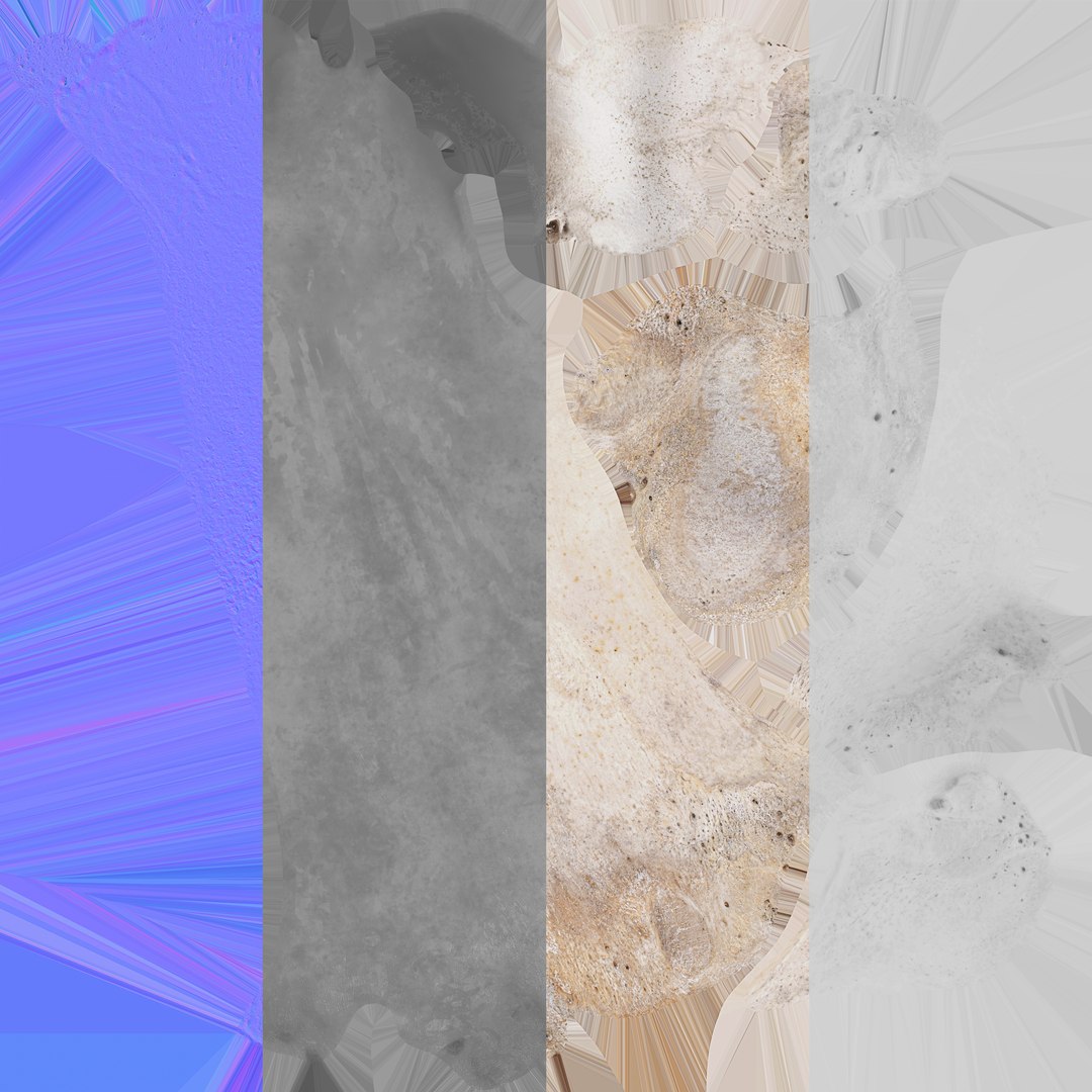 Bear Ursus Humerus 01 3D - TurboSquid 2153542