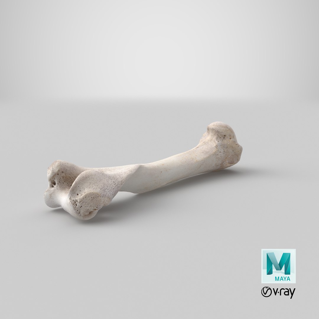 Bear Ursus Humerus 01 3D - TurboSquid 2153542