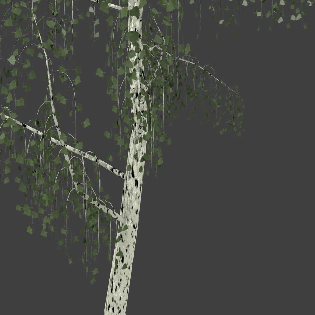 birch 3d obj https://p.turbosquid.com/ts-thumb/M6/b4URJV/XD6UhbGv/1/jpg/1363526995/1920x1080/fit_q87/9d9b7152bd7ce450517e7d9da98ddec6c1d4ef32/1.jpg