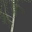 birch