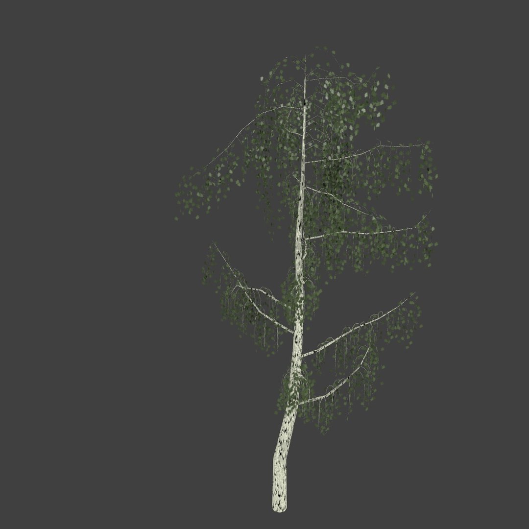 birch 3d obj https://p.turbosquid.com/ts-thumb/M6/b4URJV/Zo4hQMje/1/jpg/1363526995/1920x1080/fit_q87/9821708c3787fba66e97324eb4a6c5fcf6ef34ac/1.jpg