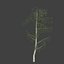 birch