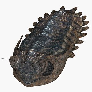 trilobit 3D model