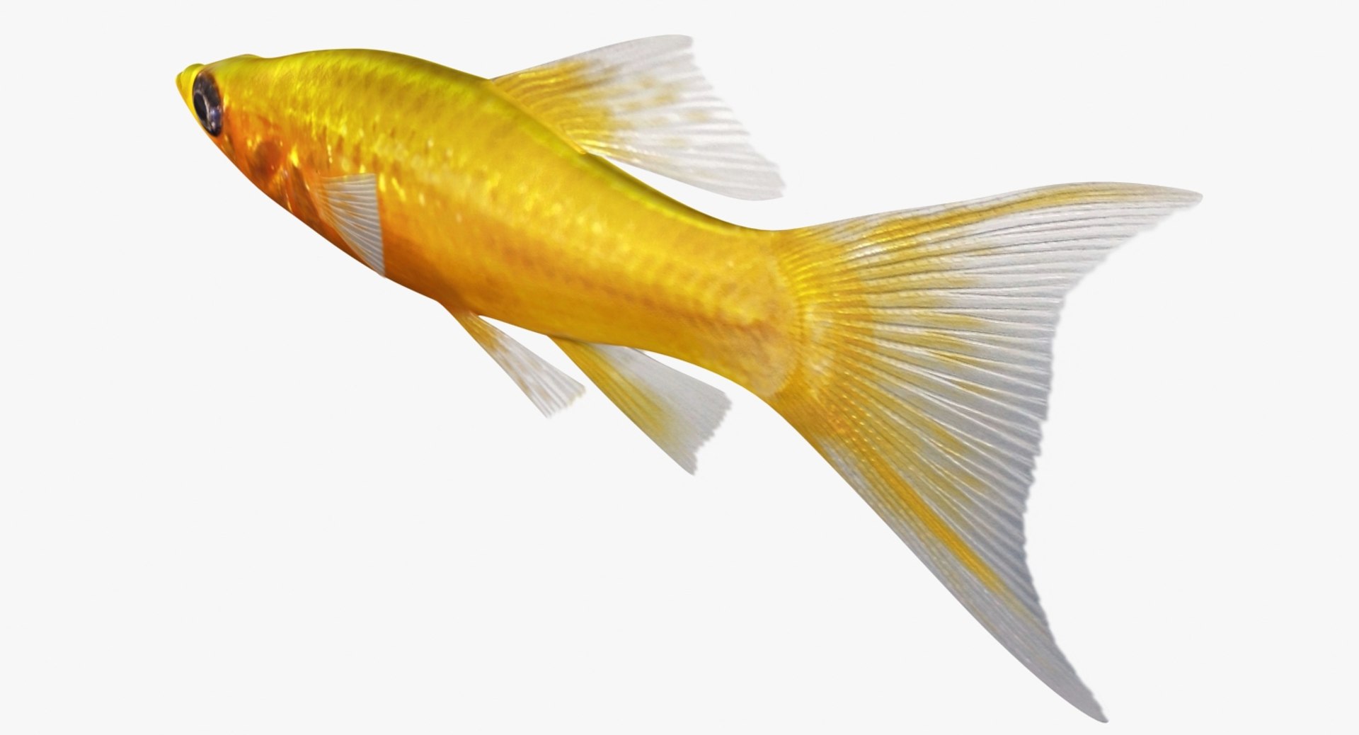 3D realistic male gold molly https://p.turbosquid.com/ts-thumb/M6/r1Z6FL/6gIPlJJs/ryukingoldfish_rr14/jpg/1521094760/1920x1080/fit_q87/91daac28fc970529f53ac1b4104227a334bd4e10/ryukingoldfish_rr14.jpg