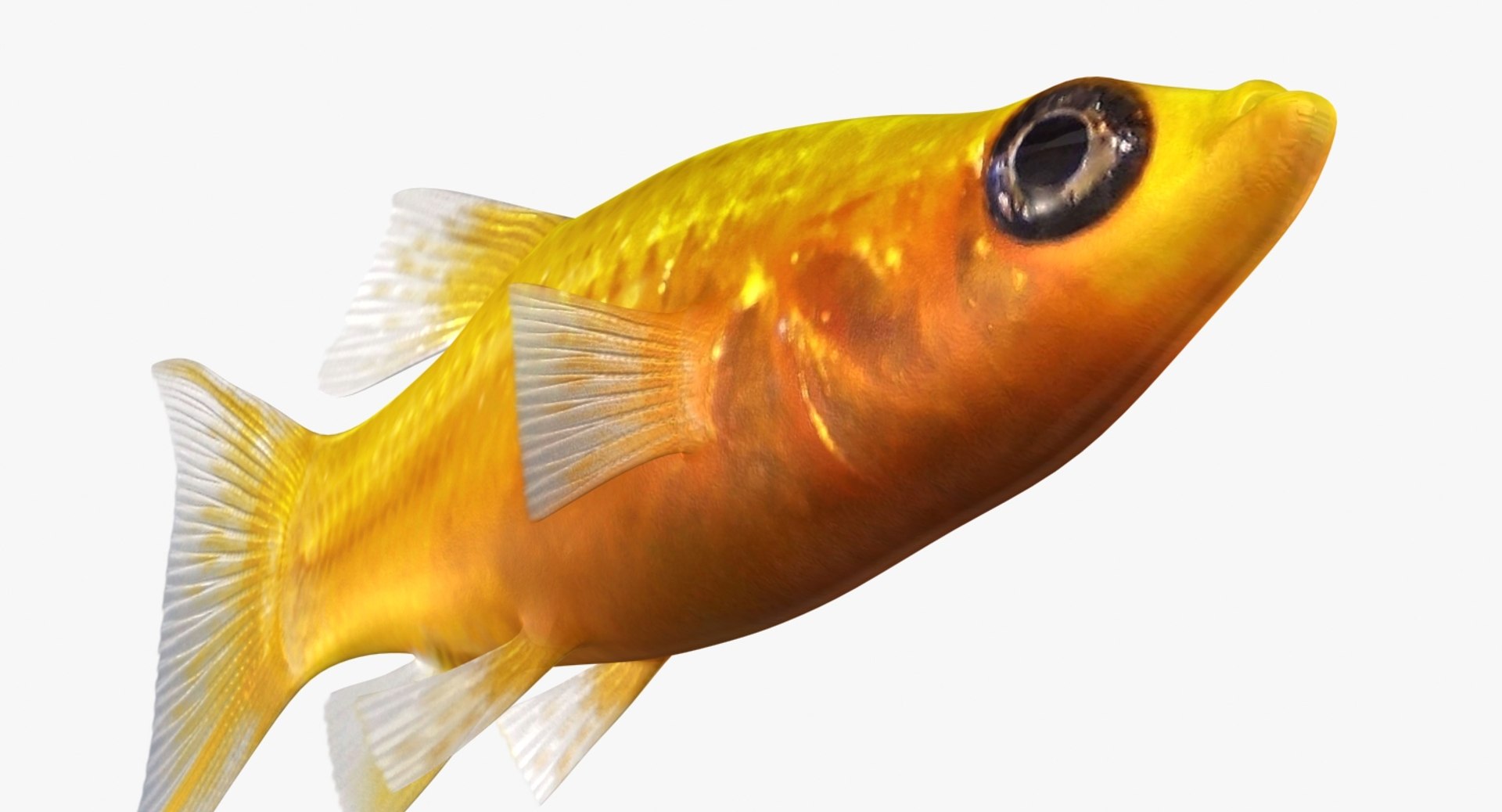 3D realistic male gold molly https://p.turbosquid.com/ts-thumb/M6/r1Z6FL/98r6XCev/ryukingoldfish_rr15/jpg/1521094761/1920x1080/fit_q87/9ebf4b8a8136e47523734dc3ec82ed51990bcba3/ryukingoldfish_rr15.jpg