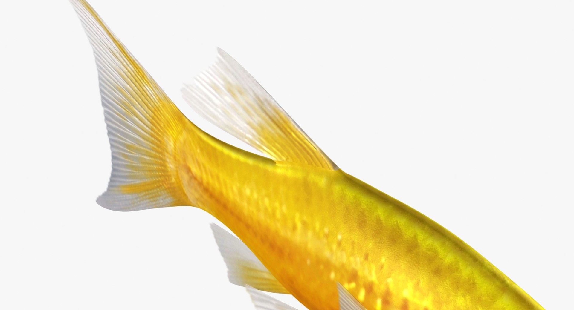 3D realistic male gold molly https://p.turbosquid.com/ts-thumb/M6/r1Z6FL/MYsc2bzD/ryukingoldfish_rr16/jpg/1521094761/1920x1080/fit_q87/185a8dbeea3bb0fc16e1e61b632a86679ebf1ca8/ryukingoldfish_rr16.jpg