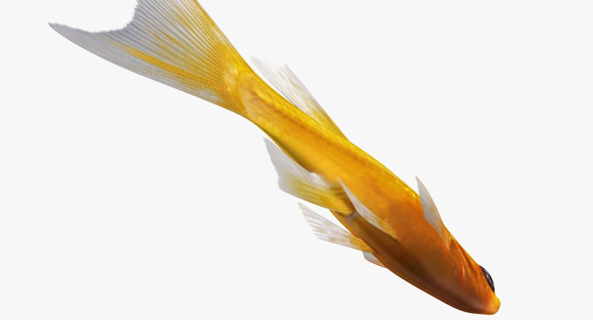 3D realistic male gold molly https://p.turbosquid.com/ts-thumb/M6/r1Z6FL/O4C2omtH/ryukingoldfish_rr13/jpg/1521094760/1920x1080/fit_q87/79dfe433590164e24f08b88bfa6a1fe7f6f1cb21/ryukingoldfish_rr13.jpg