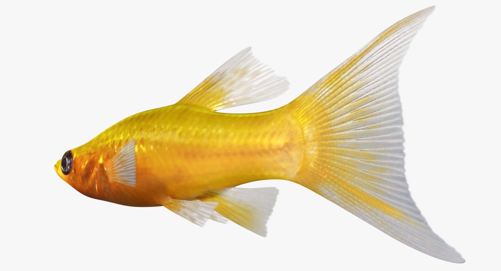 3D realistic male gold molly https://p.turbosquid.com/ts-thumb/M6/r1Z6FL/SwcFT3Rd/ryukingoldfish_rr05/jpg/1521094759/1920x1080/fit_q87/b82ba8e164ccc58b374dab3ae20bbdd08560e221/ryukingoldfish_rr05.jpg