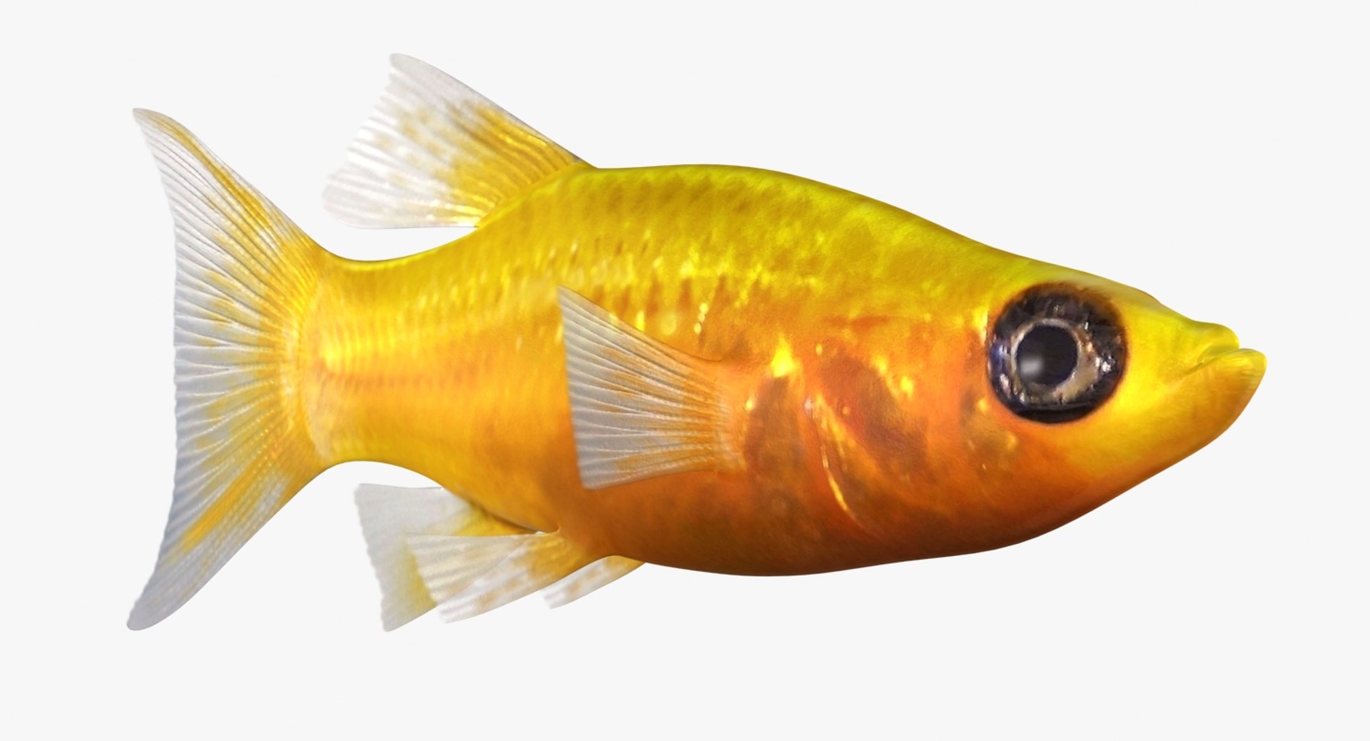 3D realistic male gold molly https://p.turbosquid.com/ts-thumb/M6/r1Z6FL/VjjUuHDo/ryukingoldfish_rr10/jpg/1521094760/1920x1080/fit_q87/c91dbeb48e2ca17b01469552f777a2f3d141880e/ryukingoldfish_rr10.jpg