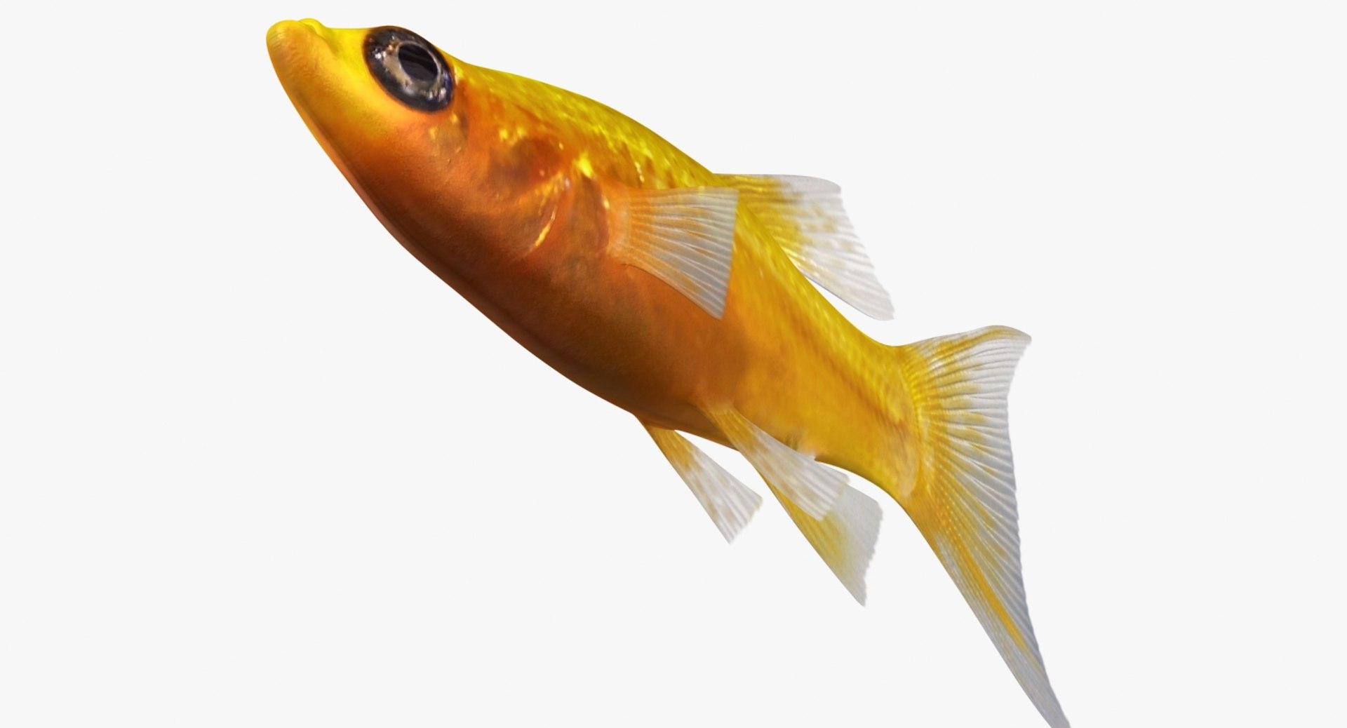 3D realistic male gold molly https://p.turbosquid.com/ts-thumb/M6/r1Z6FL/ZbeMR1r4/ryukingoldfish_rr06/jpg/1521094759/1920x1080/fit_q87/a12b3b6752d358a4c2d0121c63dc29f6a8ac13a5/ryukingoldfish_rr06.jpg