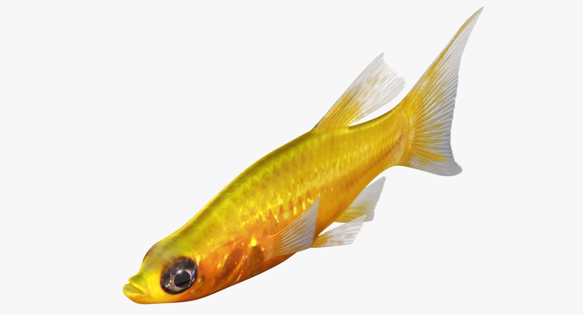 3D realistic male gold molly https://p.turbosquid.com/ts-thumb/M6/r1Z6FL/c7Eudsuo/ryukingoldfish_rr12/jpg/1521094760/1920x1080/fit_q87/02413c9431e2409fa7e2c46b795fdc39059353f4/ryukingoldfish_rr12.jpg