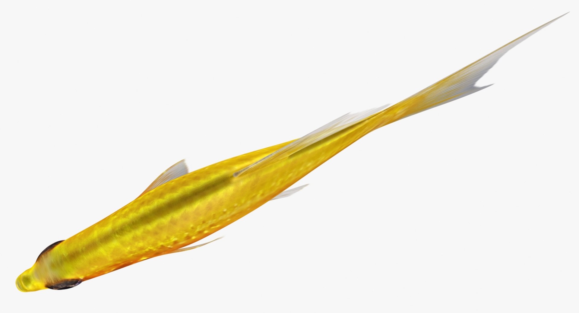3D realistic male gold molly https://p.turbosquid.com/ts-thumb/M6/r1Z6FL/cugNkJsv/ryukingoldfish_rr07/jpg/1521094759/1920x1080/fit_q87/20df7db7cbd790e0a406468f33edb485f15cec8d/ryukingoldfish_rr07.jpg