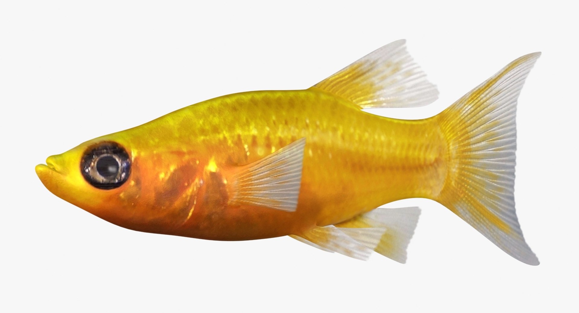 3D realistic male gold molly https://p.turbosquid.com/ts-thumb/M6/r1Z6FL/eZYZ25N7/ryukingoldfish_rr02/jpg/1521094758/1920x1080/fit_q87/510e5303328e6c0104b07a1836cab94a04850442/ryukingoldfish_rr02.jpg