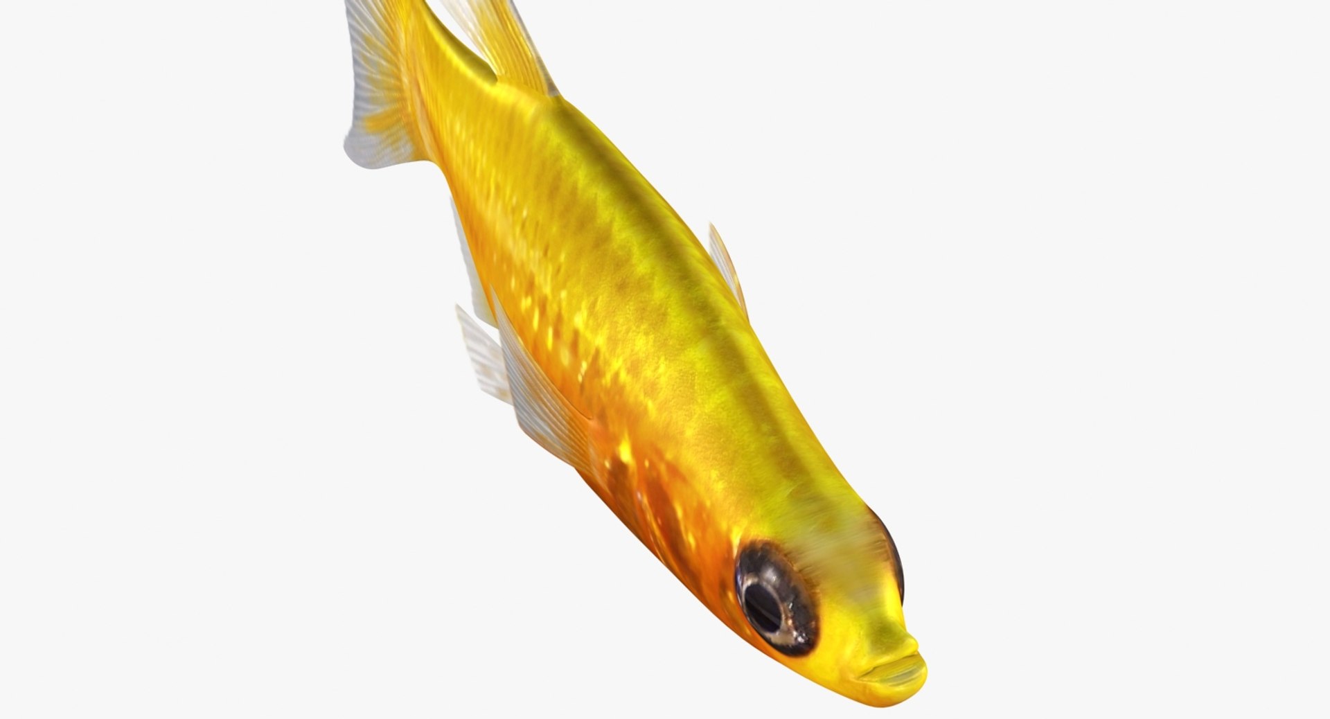 3D realistic male gold molly https://p.turbosquid.com/ts-thumb/M6/r1Z6FL/jhfJfUtW/ryukingoldfish_rr11/jpg/1521094760/1920x1080/fit_q87/98aee3c8b9c3a35eefbeaf8334e3e225b62a7f17/ryukingoldfish_rr11.jpg