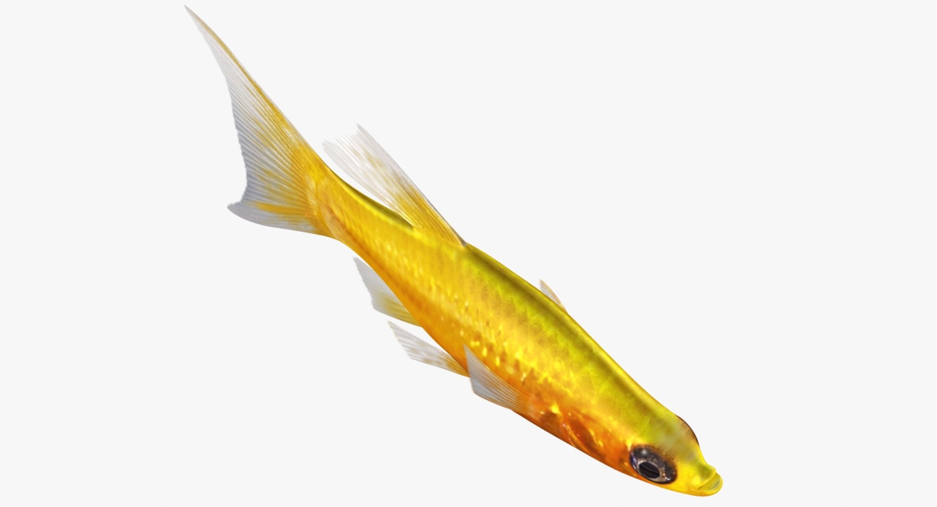 3D realistic male gold molly https://p.turbosquid.com/ts-thumb/M6/r1Z6FL/kJu7mPxf/ryukingoldfish_rr04/jpg/1521094758/1920x1080/fit_q87/5cba8a2eb18286c0d472eef0b3e47b74f4d3736e/ryukingoldfish_rr04.jpg