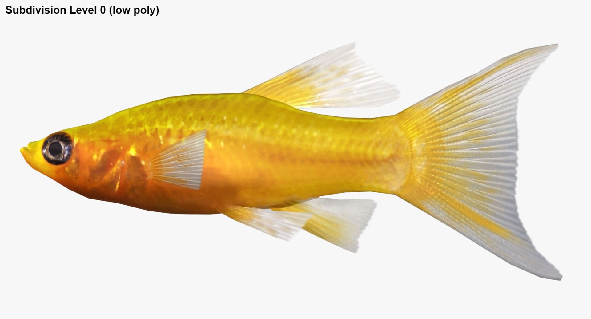 3D realistic male gold molly https://p.turbosquid.com/ts-thumb/M6/r1Z6FL/yIlRXd9w/ryukingoldfish_rr28/jpg/1521094762/1920x1080/fit_q87/629c8383f020f7a5b6399b29a5199a318459964a/ryukingoldfish_rr28.jpg