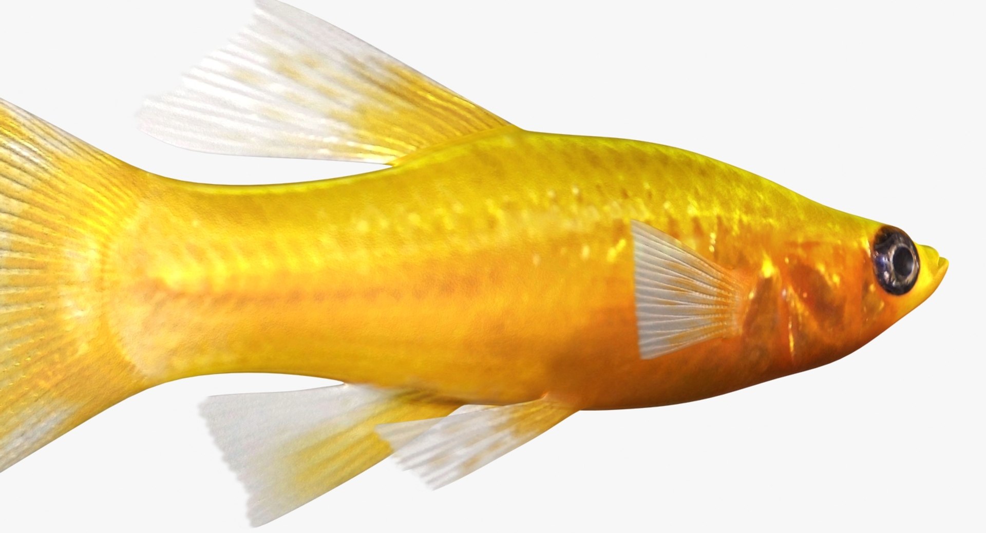 3D realistic male gold molly https://p.turbosquid.com/ts-thumb/M6/r1Z6FL/zcc8QdcY/ryukingoldfish_rr08/jpg/1521094759/1920x1080/fit_q87/c285acd92bf19ea28f5d92d9ea2e3b1d0b7c322b/ryukingoldfish_rr08.jpg