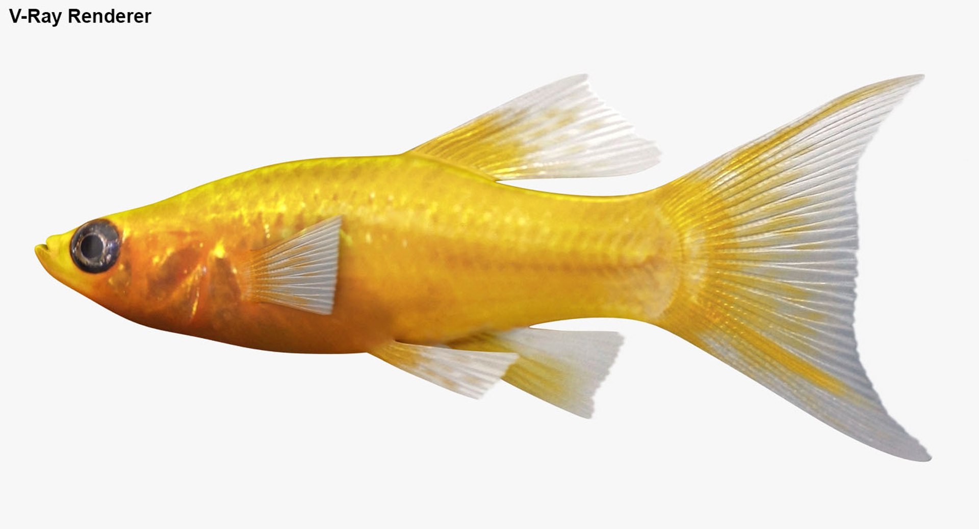 3D realistic male gold molly https://p.turbosquid.com/ts-thumb/M6/r1Z6FL/zuYs3ARY/ryukingoldfish_rr32/jpg/1521094763/1920x1080/fit_q87/7a30a4bc98a34fad628f0f274205620ef2c60076/ryukingoldfish_rr32.jpg