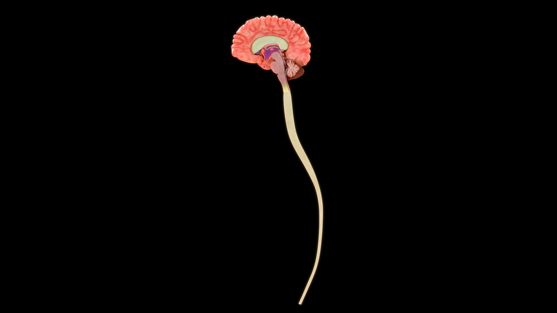 3D Human Brain Cross Section Model - TurboSquid 2190102