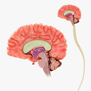 3D Human brain cross section model