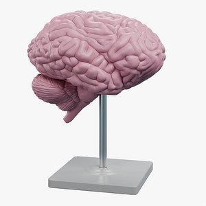 3D Brain Model on Stand