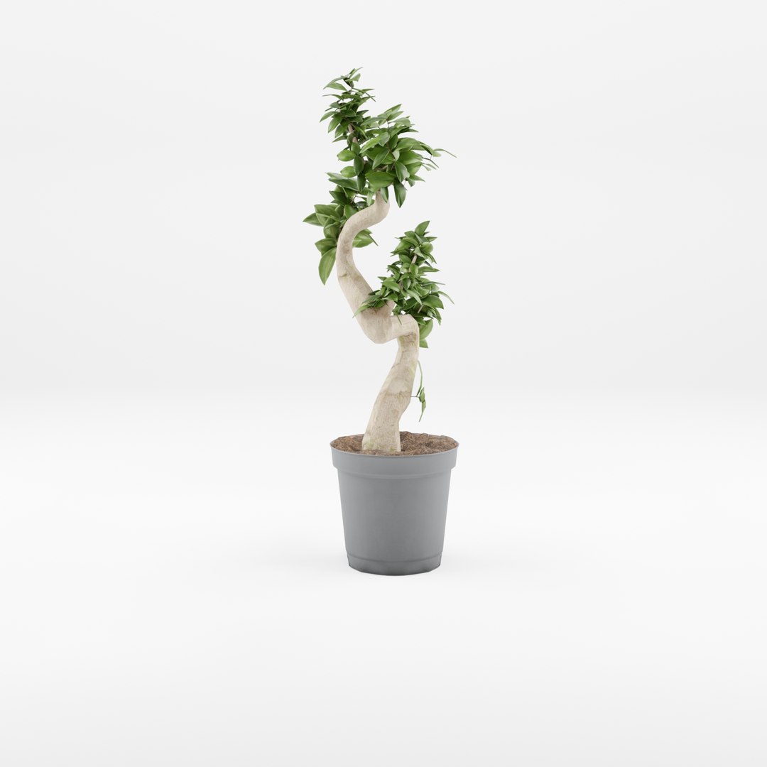 3D Collection of 4 Chinese Banyan Trees https://p.turbosquid.com/ts-thumb/M7/6KRePp/Bk/preview_2/jpg/1720432792/1920x1080/fit_q87/7b922e87a29d386659a82c2ba5b8a7d7388eb084/preview_2.jpg
