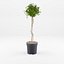 Collection of 4 Chinese Banyan Trees