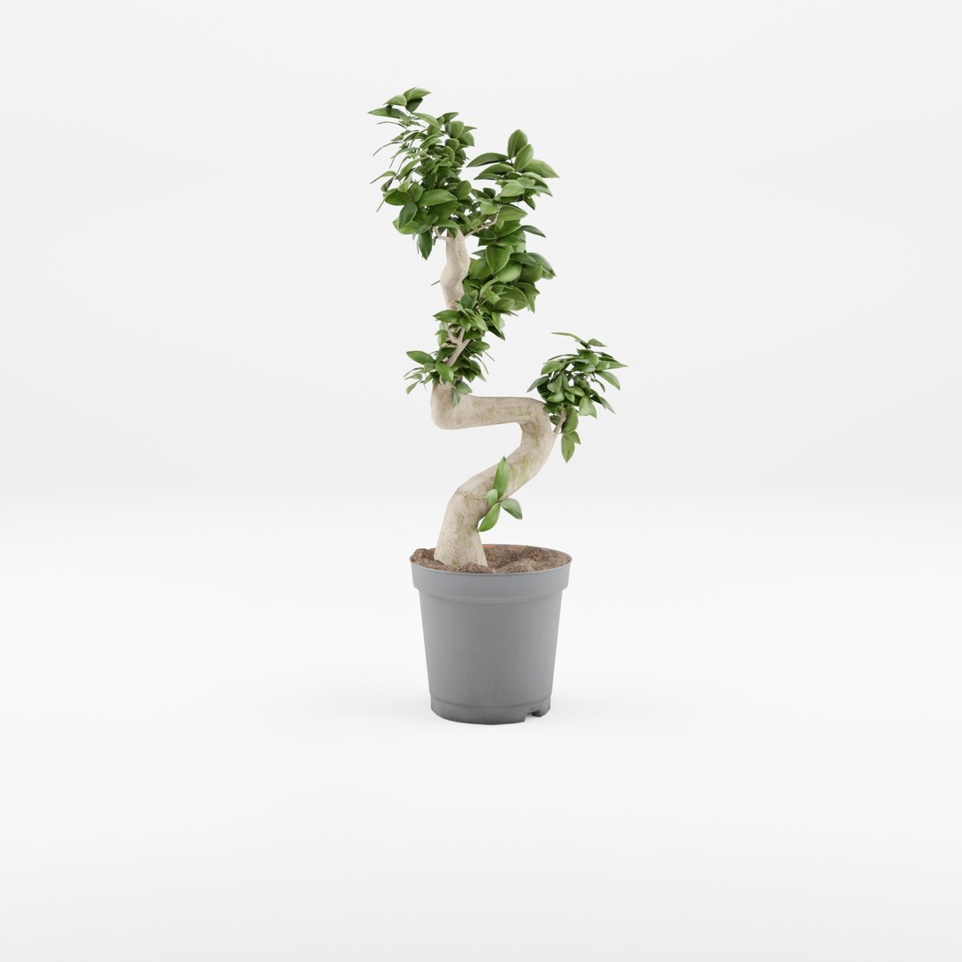 3D Collection of 4 Chinese Banyan Trees https://p.turbosquid.com/ts-thumb/M7/6KRePp/Sq/preview_1/jpg/1720432787/1920x1080/fit_q87/1cbc2bcb5c1c736b44c1e6795a67541466ae0ca4/preview_1.jpg