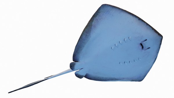 modelo 3d mantarraya - TurboSquid 1970973