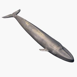 Blue Whale