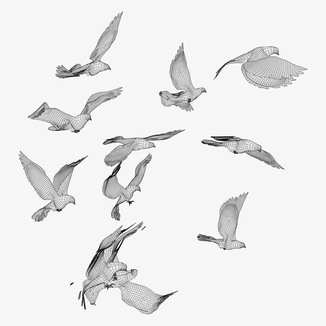 3D model Pigeon Bird Poses and Rigged Set M1 https://p.turbosquid.com/ts-thumb/M7/KJvUHY/pG/pigeon_bird_poses_m1_wireframe_0001/jpg/1775734277/1920x1080/fit_q87/e09fb81fc32a0429e99fda166f119c8964bcf255/pigeon_bird_poses_m1_wireframe_0001.jpg