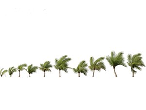 Beccariophoenix alfredii - High plateau coconut palm 04 3D model