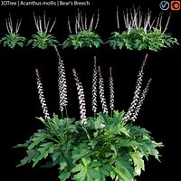 Acanthus mollis