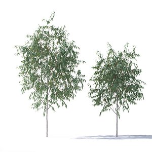 eucalyptus pauciflora tree 3D model