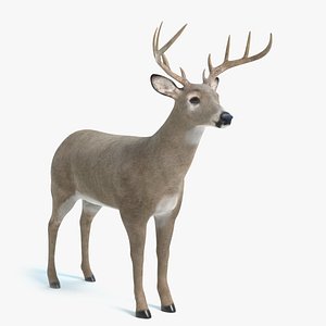 white tailed deer 3D