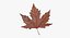 orange maple leaf 3d model