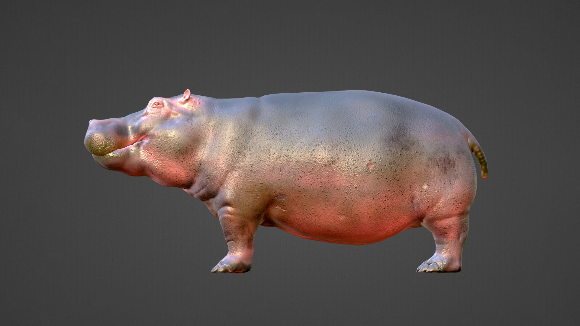3D Hippo - Rigged Low-poly 3D Model - TurboSquid 2070321