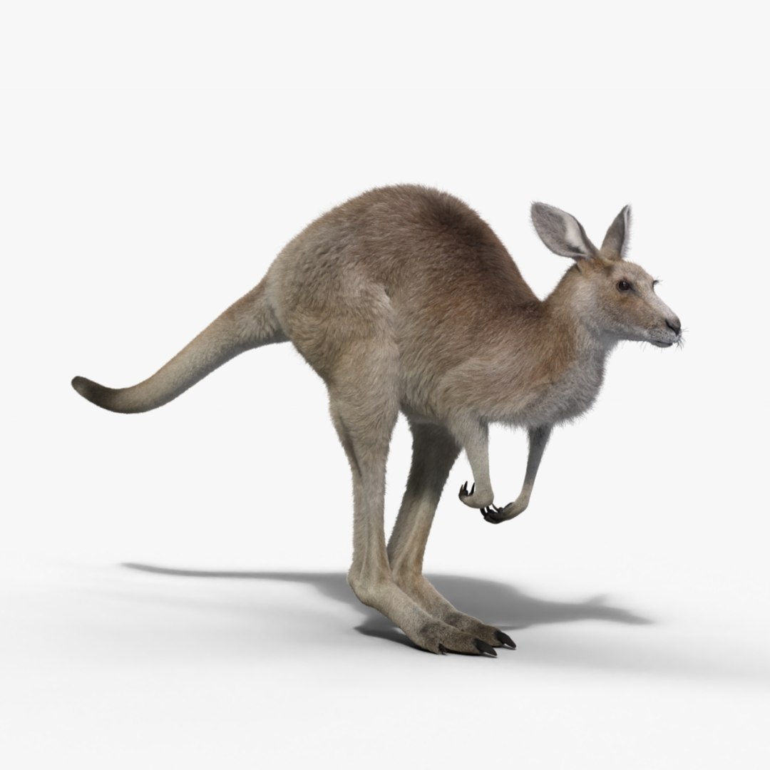 Female Kangaroo Animation model - TurboSquid 2075740