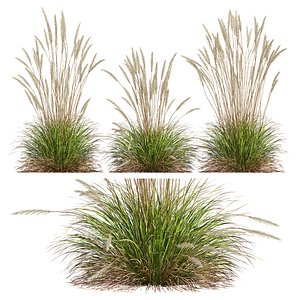 HQ Plants Calamagrostis Acutiflora Karl Foerster 3D model