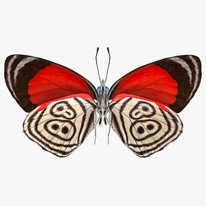 Animated Diaethria Clymena Flight Rigged for Maya