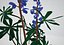 Lupinus perennis - солнечные часы люпин - реалистичный цветок
